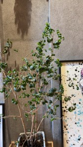 line_oa_chat_250822_183523